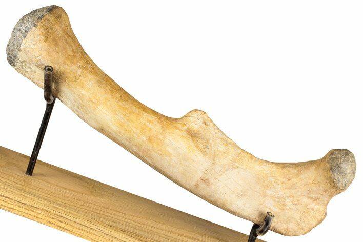 Dinosaur (Thescelosaurus) Femur Bone - South Dakota #352274